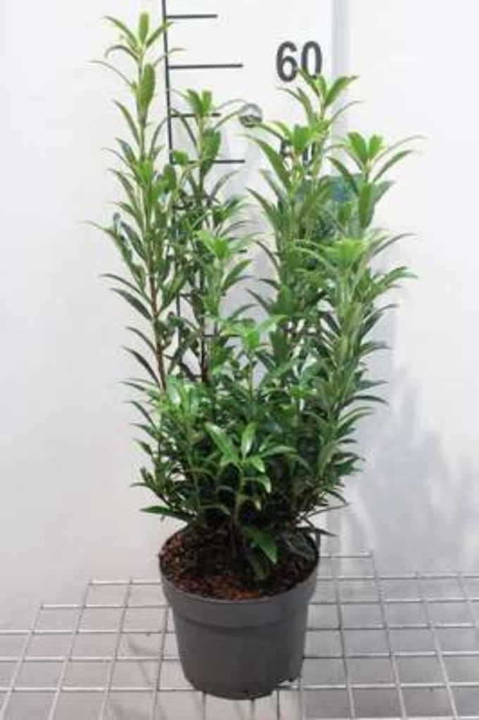 Prunus laurocerasus 'Sofia' - Prunus laurocerasus 'Sofia' 30 - 40 cm in pot