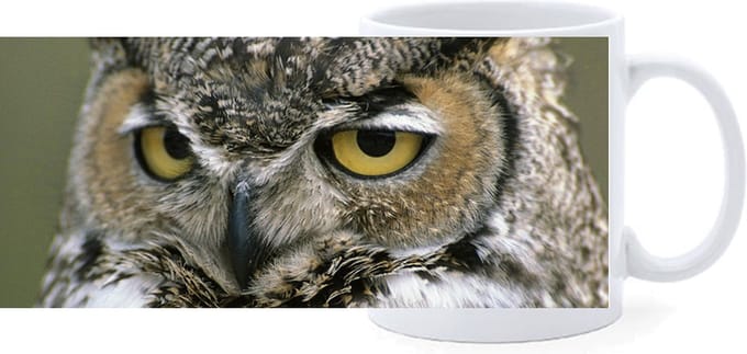 Beker - Close up - Oehoe - Uil