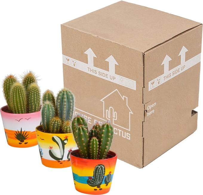 Cereus mix 10.5 cm in Mexicaanse pot | 3 stuks