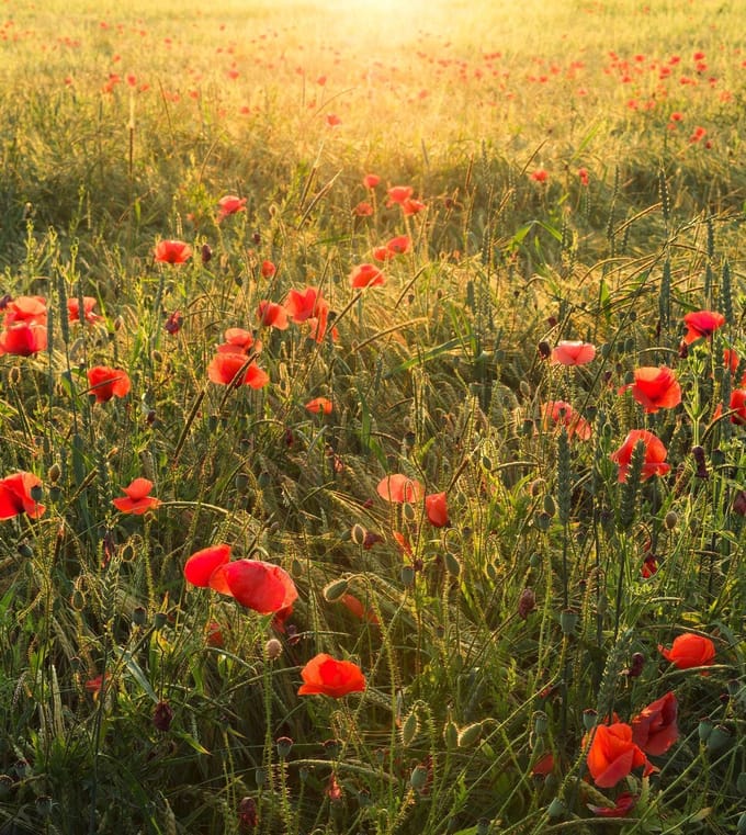Fotobehang Poppy World - Meerkleurig - 2,80m X 250cm