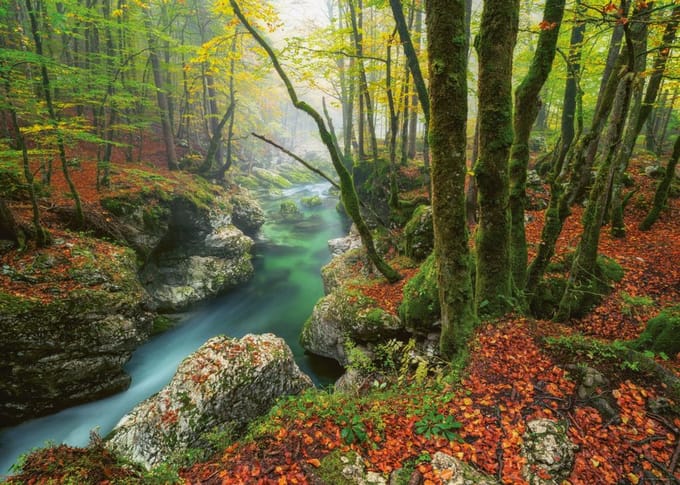 Heye – Magic Forests – Legpuzzel – 1000 stukjes – Nicolas Otto