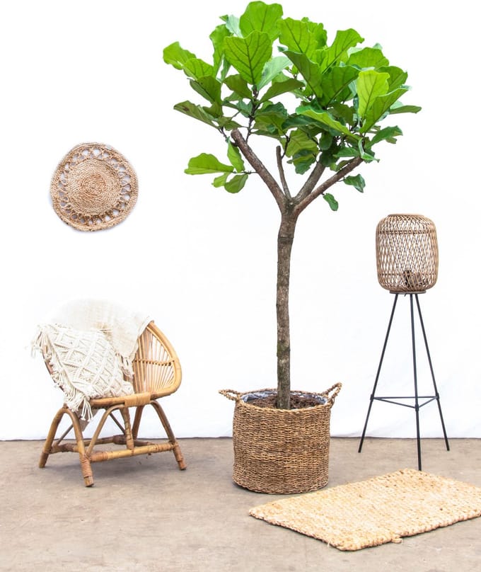Ficus Lyrata XXXL - 230cm