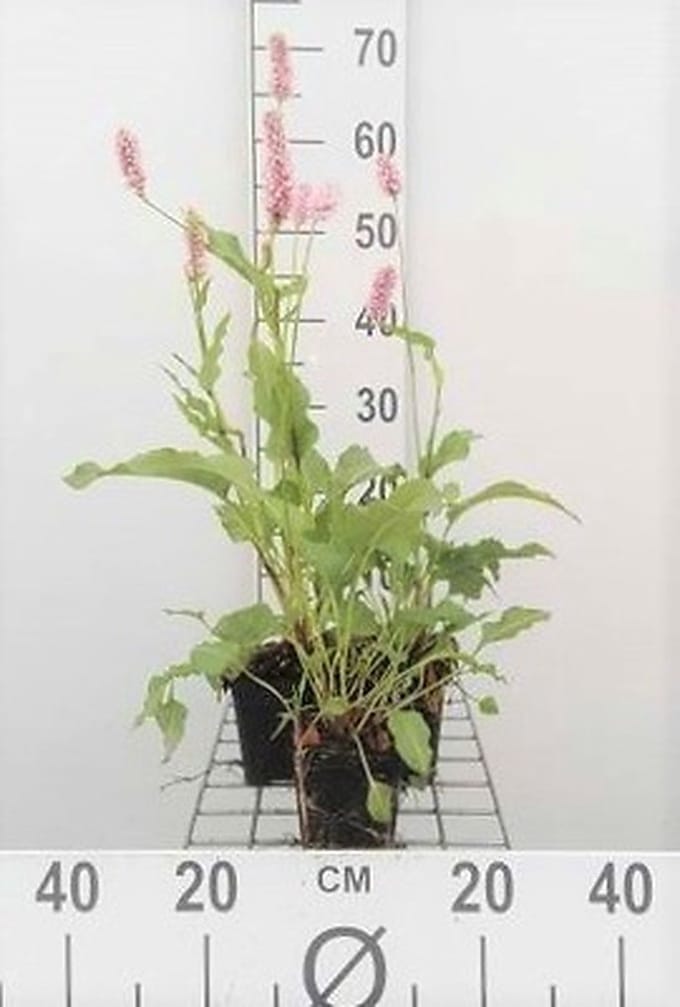 6x Duizenknoop - Persicaria bist. 'Superba' ('latifolium') | 9x9 cm pot