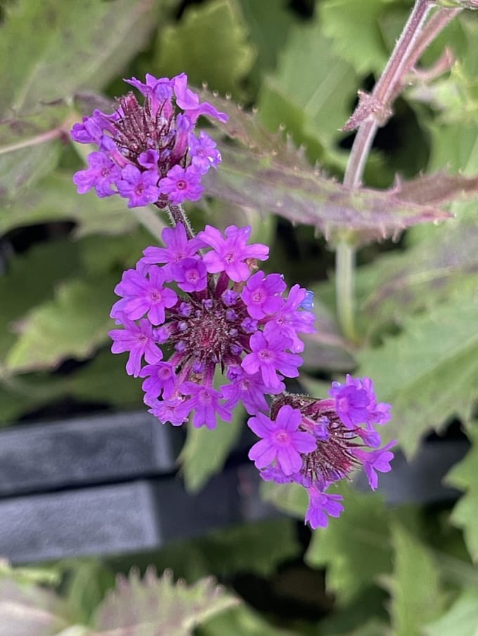 6x IJzerhard - Verbena rigida