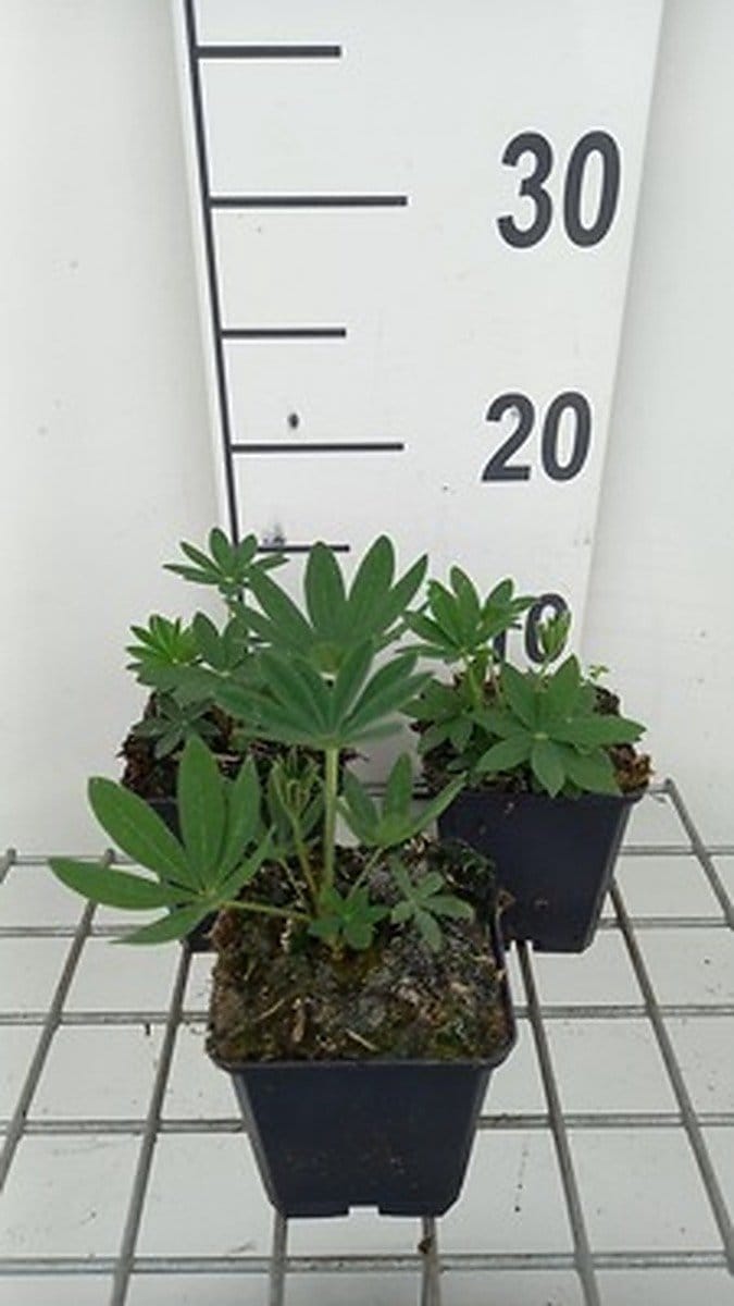 6x Lupine - Lupinus hybr. 'Chandelier' ( 'kronleuchter') | 9x9 cm pot