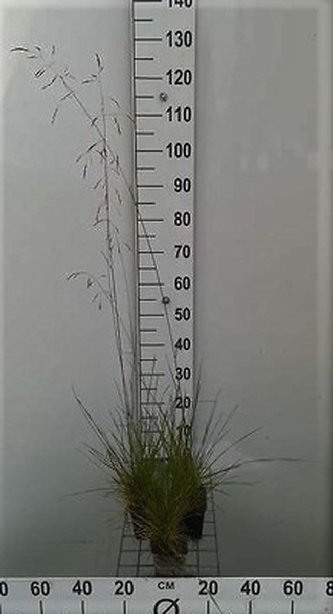 6x Ruwe smele - Deschampsia cespitosa | 9x9 cm pot