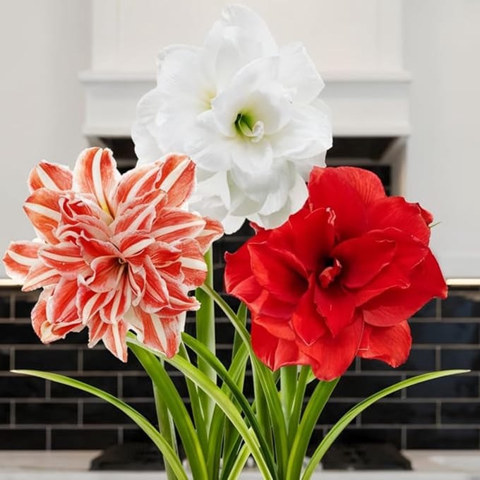 Amaryllis Bol - Double mix - Bloembollen - 3 stuks - Meerkleurig - Bloem bollen