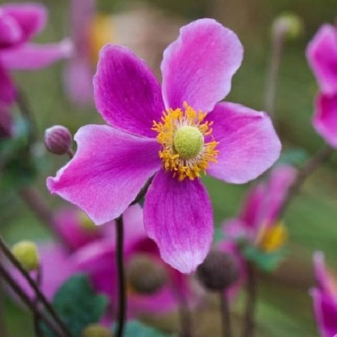 6 x Anemone hupehensis 'Splendens' - Herfstanemoon pot 9x9 cm