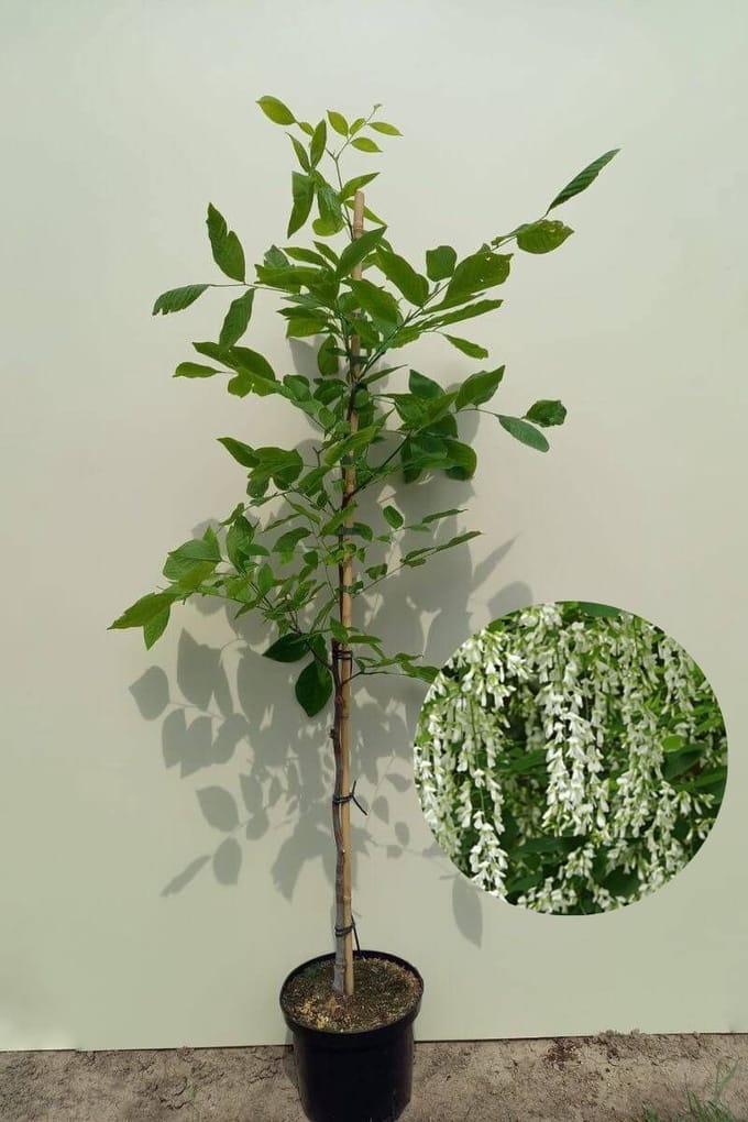 Jonge Geelhout boom | Cladrastis kentukea | 150-200cm hoogte