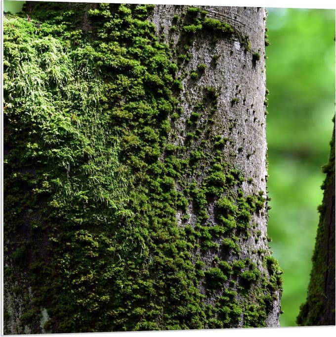 Forex - Mos op Boom - 80x80cm Foto op Forex
