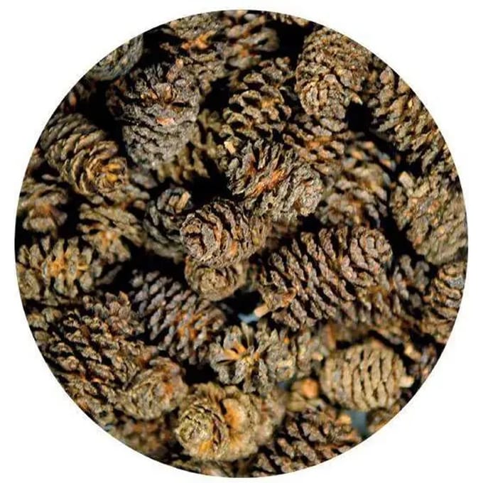 Aquarium accessoires Hobby Alder Cones (x50)