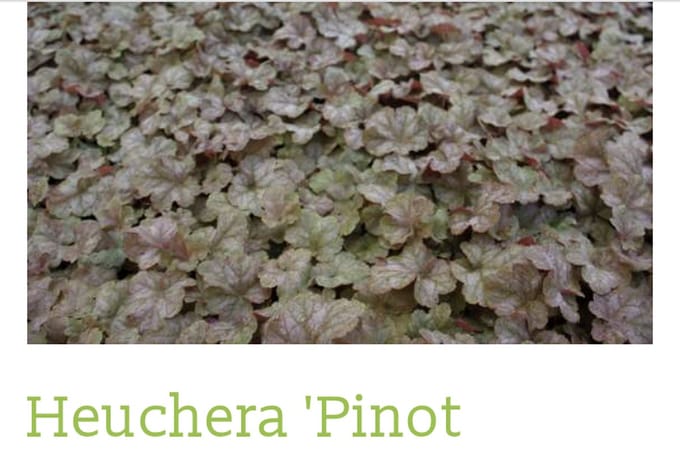 6 x Heuchera 'Pinot Gris' - PURPERKLOKJE - pot 9 x 9 cm