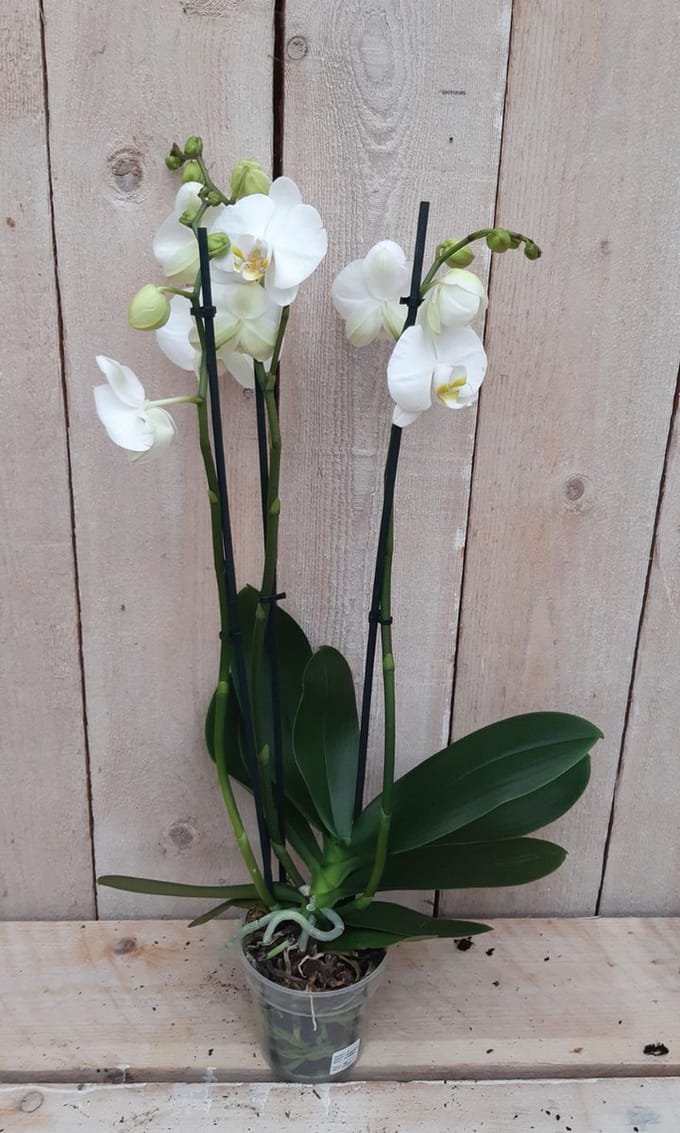 Decoratief Beeld - Kamerplant Vlinderorchidee Phalaenopsis Takken - Kunststof - Warentuin Natuurlijk - Wit