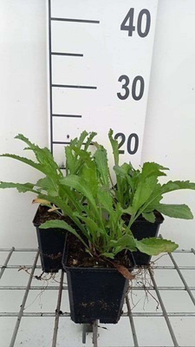 6x Margriet - Leucanthemum (s) 'Alaska' | 9x9 cm pot