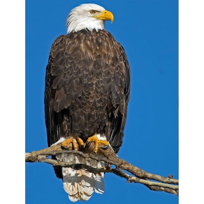 5D DIY Diamond Painting  American Eagle  Borduurkruissteek Home Decor Cadeau 20X30CM black