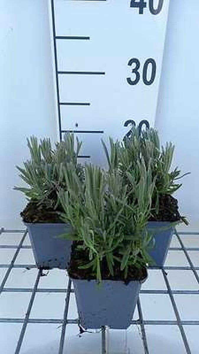 6x Lavandel - Lavandula int. 'Provence' | 9x9 cm pot