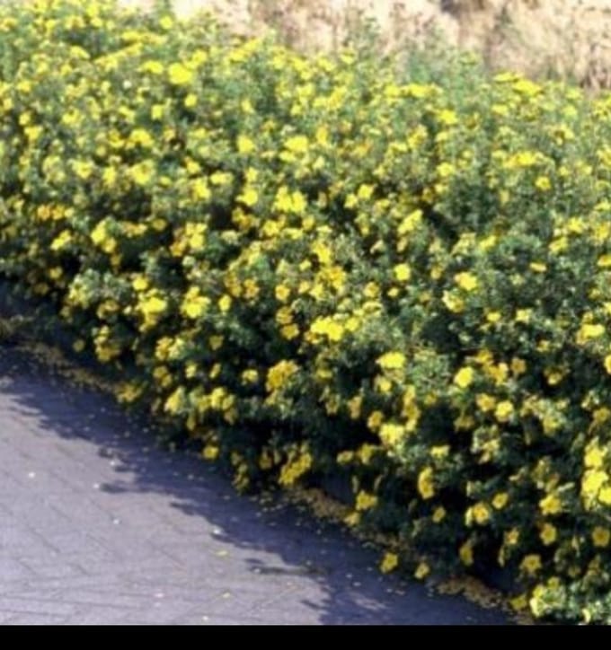 Potentilla frut. 'Klondike' - Struikganzerik, Heesterganzerik, 25- 30 cm in pot