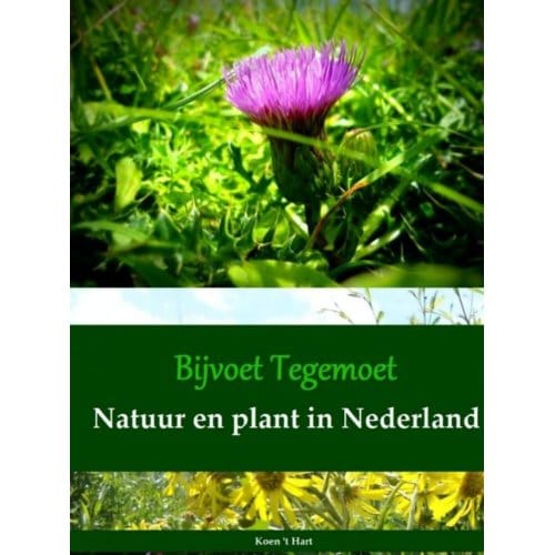 Bijvoet Tegemoet - Koen 't Hart