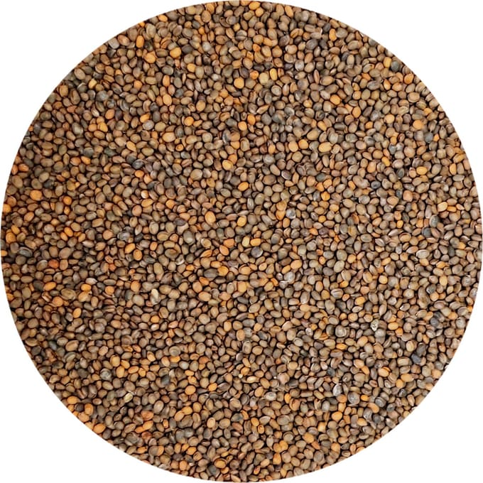 Microgreens Holland Seeds / Rucola / Rocket / Microgreens / Kiemgroenten / Microgroenten / Cress / 1kg zaden