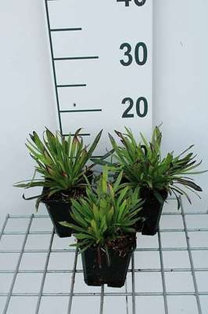 6x Koekoeksbloem - Lychnis visc. 'Plena' | 9x9 cm pot