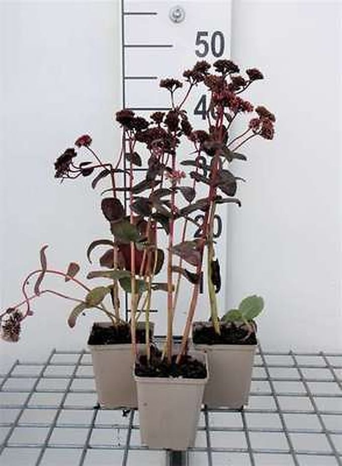 6x Vetkruid - Sedum hybr. 'Purple Emperor' | 9x9 cm pot