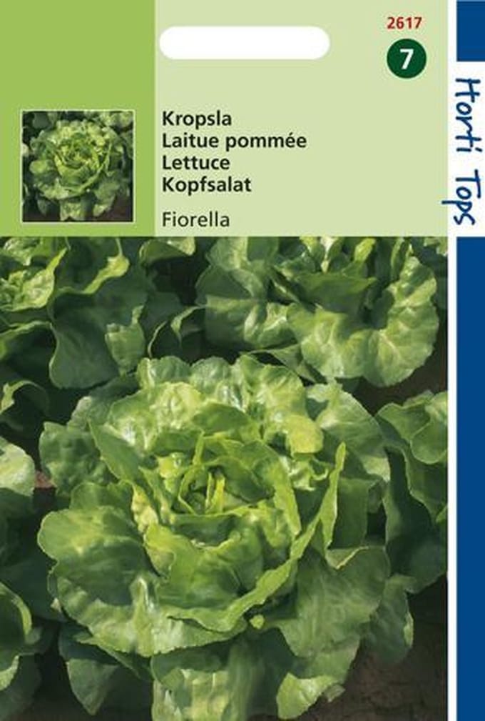 Hortitops Zaden - Kropsla Fiorella/Malfalda Luisresistent