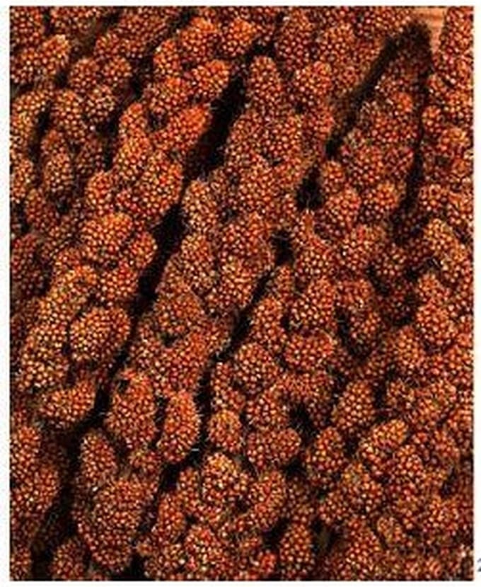 Franse trosgierst Rood (panicum) 1000 gram