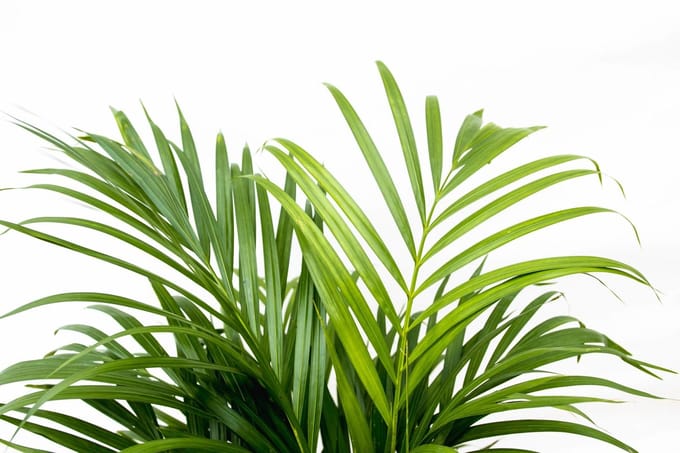Dypsis Lutescens (Areca palm) 150 cm - ø24