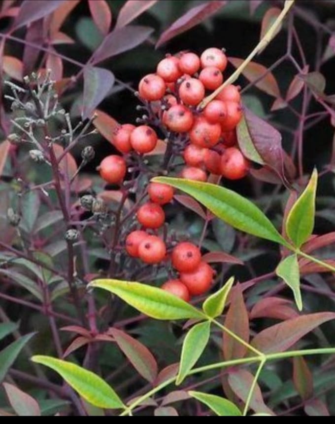 Nandina domestica - Hemelse Bamboe 30- 40 cm in pot