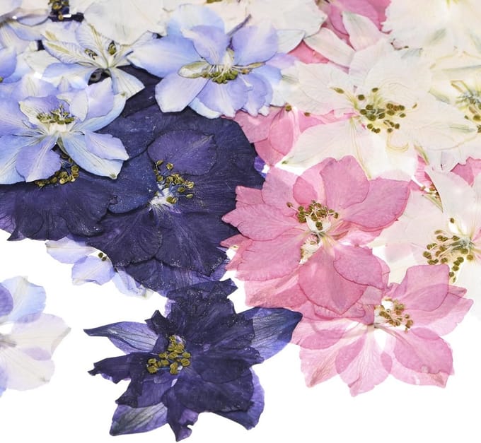 48 Stuks Gedroogde Echte Bloemen voor Hars, Knutselen, Sieraden en Decoratie
