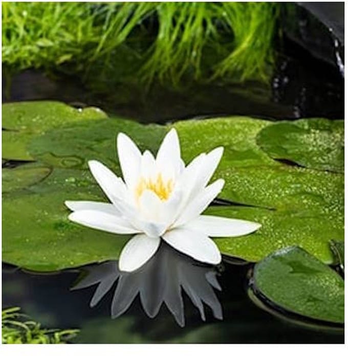 Moerings Nymphaea Tetragona | Waterlelie | In 3L Mand