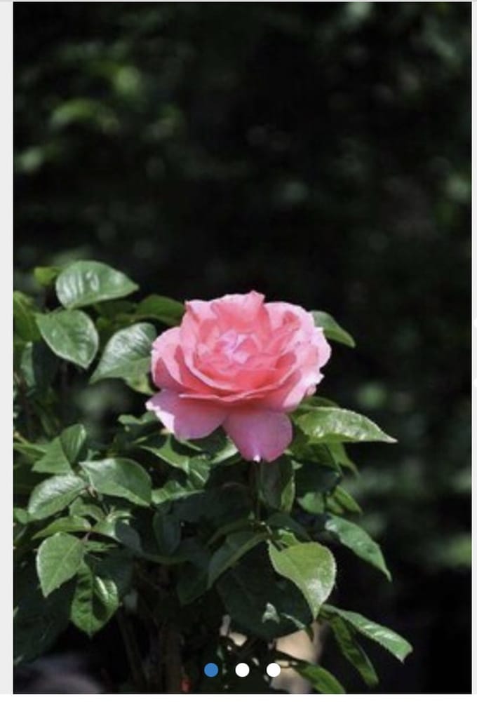 Rosa 'Queen Elizabeth' - FLORIBUNDA, STRUIKROOS in pot