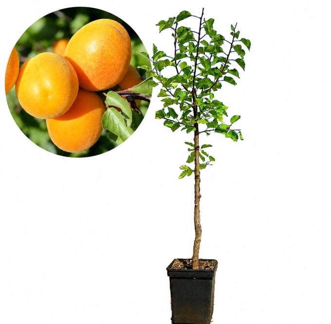Prunus armeniaca 'Palummella' abrikoos, 5 liter pot