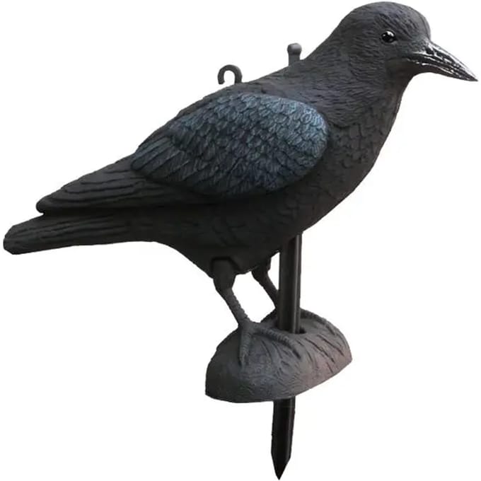 Appelants corbeau Akah