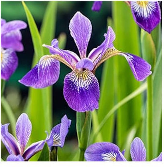 Moerings Iris Versicolor | Amerikaanse Iris | In 18CM Mand Kant en Klaar