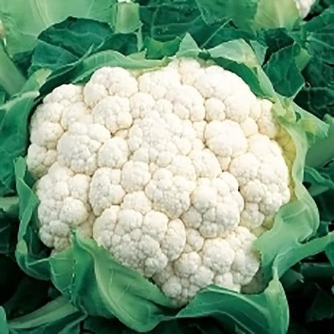 Bloemkool zaden - All Year Round