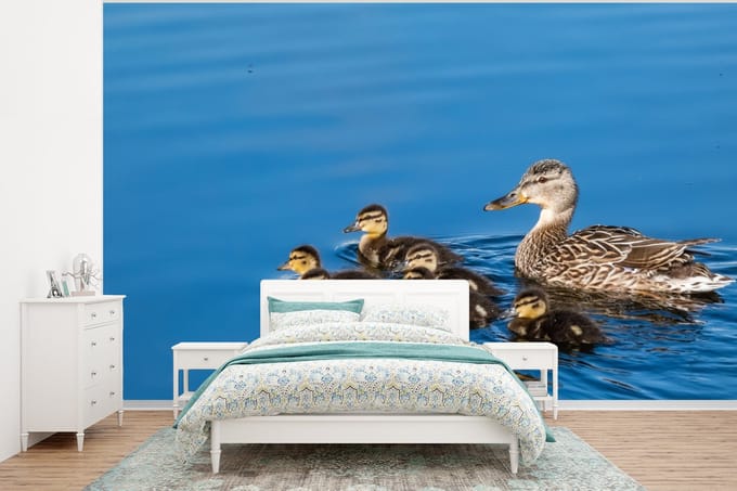 Behang - Fotobehang Eend - Water - Vogel - Bruin - Breedte 295 cm x hoogte 220 cm