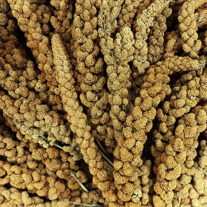 Zagers Chinese trosgierst geel 15 kg