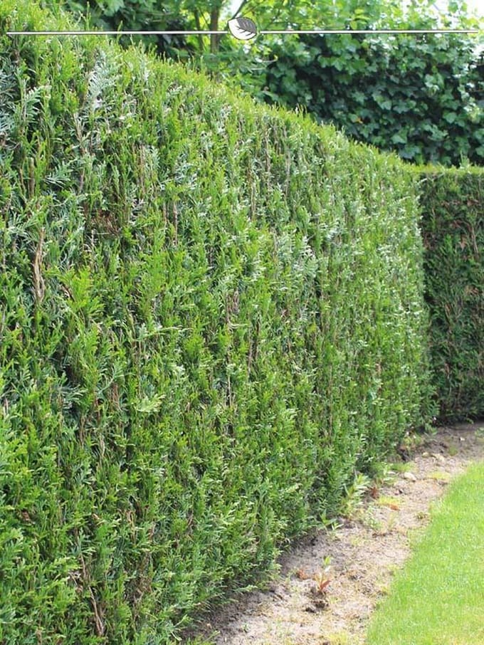Levensboom Thuja plicata Martin 120-140 cm, 12x Haagplant