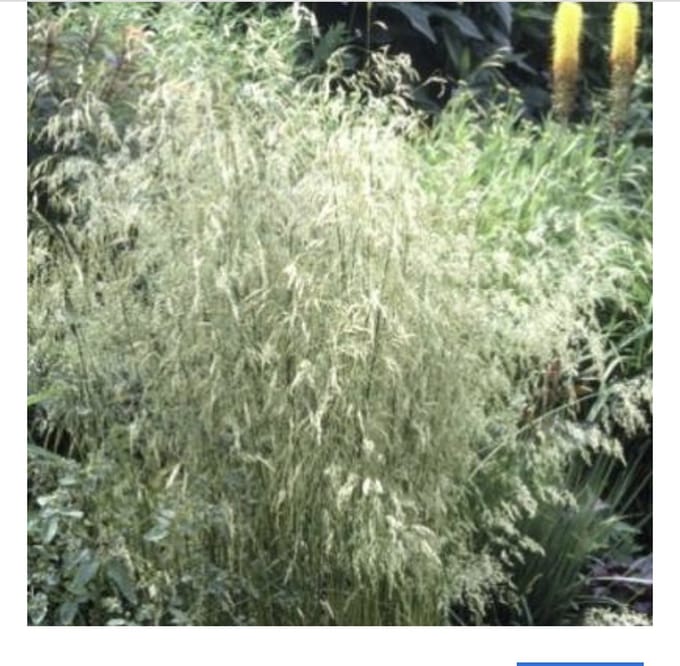 6 x Deschampsia cespitosa - GEWONE SMELE, RUWE SMELE - pot 9 x 9 cm