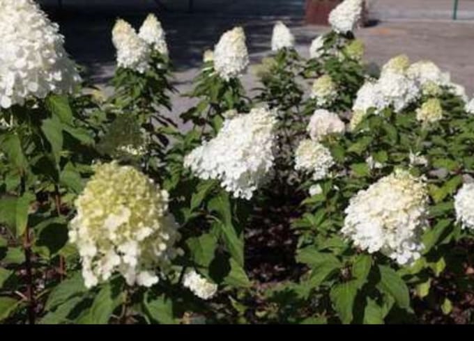 Hydrangea pan. 'Polar Bear'® - Pluimhortensia 40- 50 cm in pot