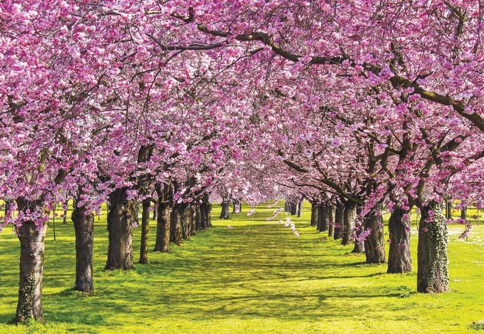Fotobehang Flowering Trees | PANORAMIC - 250cm x 104cm | 130g/m2 Vlies