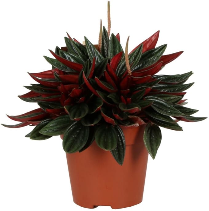 JUNAVERA Peperomia Caperata Rosso | In 10 cm Pot