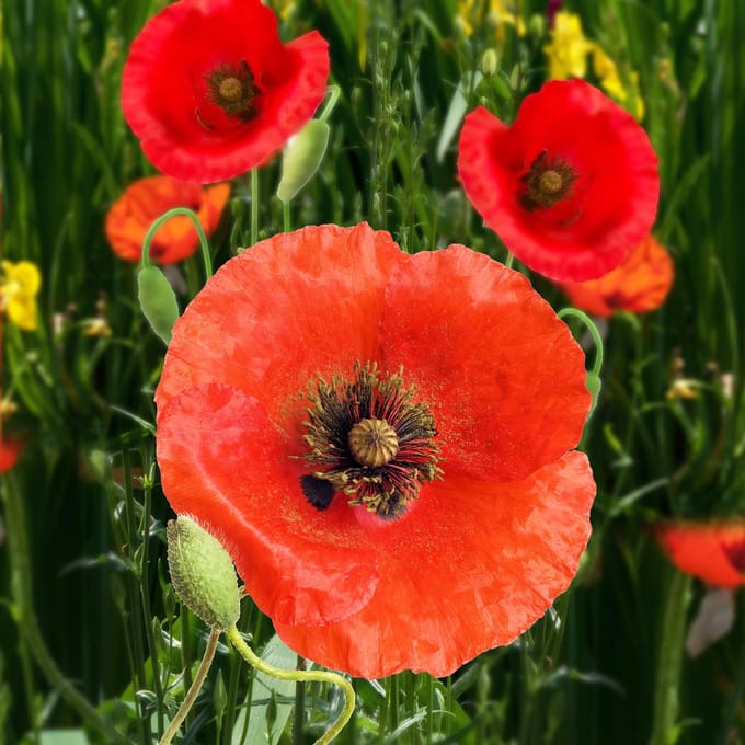 Sluis Garden - Klaproos Rood BIO (Papaver rhoeas)