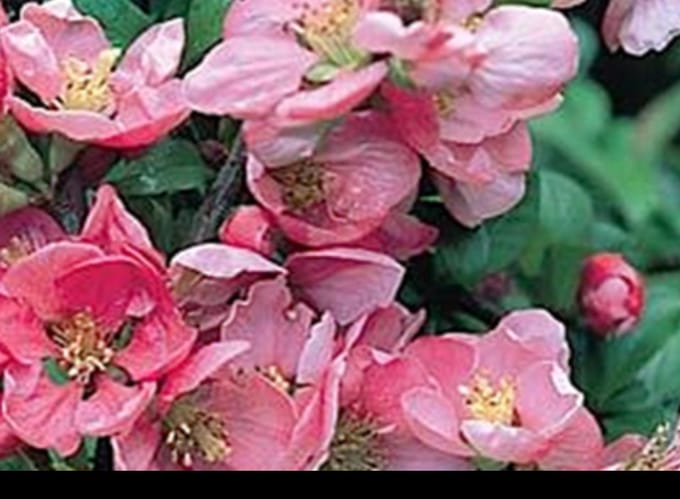 Chaenomeles sup. 'Pink Lady' - Sierkwee 30- 40 cm in pot