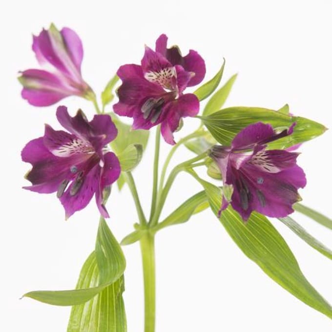 10x Alstroemeria carline 70cm
