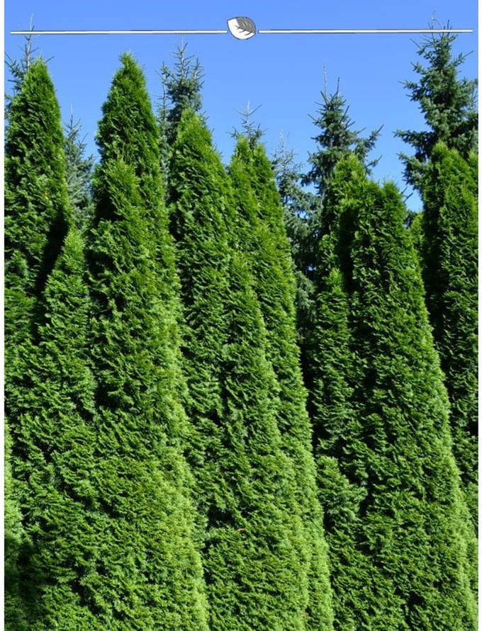 Westerse Levensboom Thuja Smaragd 160-180 cm in Pot, 18x Haagplant