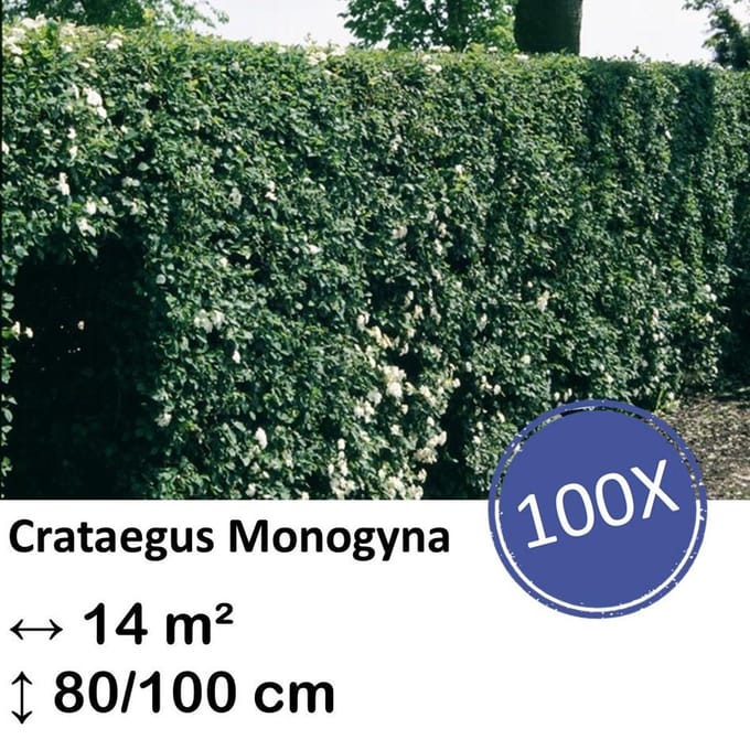 Green Harmony| Crataegus Monogyna - Kale wortel