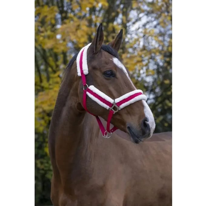Halster voor paarden Norton Confort