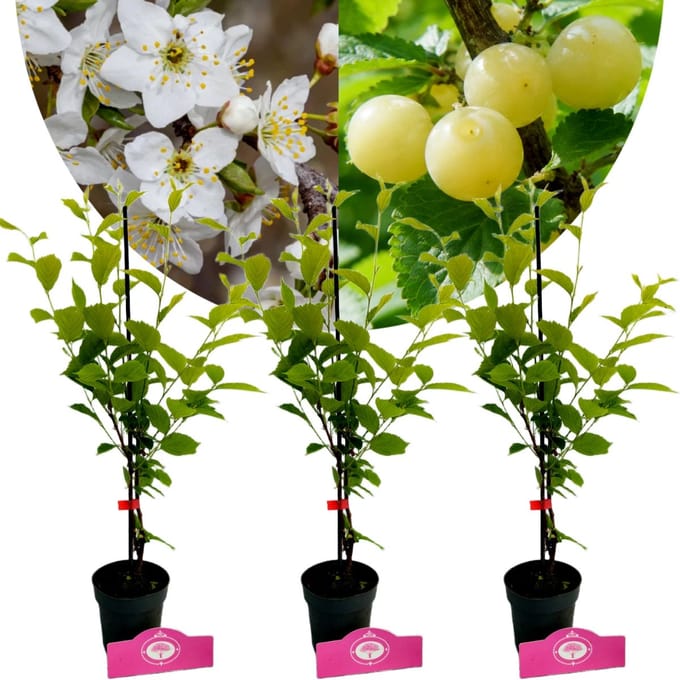 Set van 3 Unieke Witte kersen - Prunus tomentosa 'White Ninja' - 9cm pot
